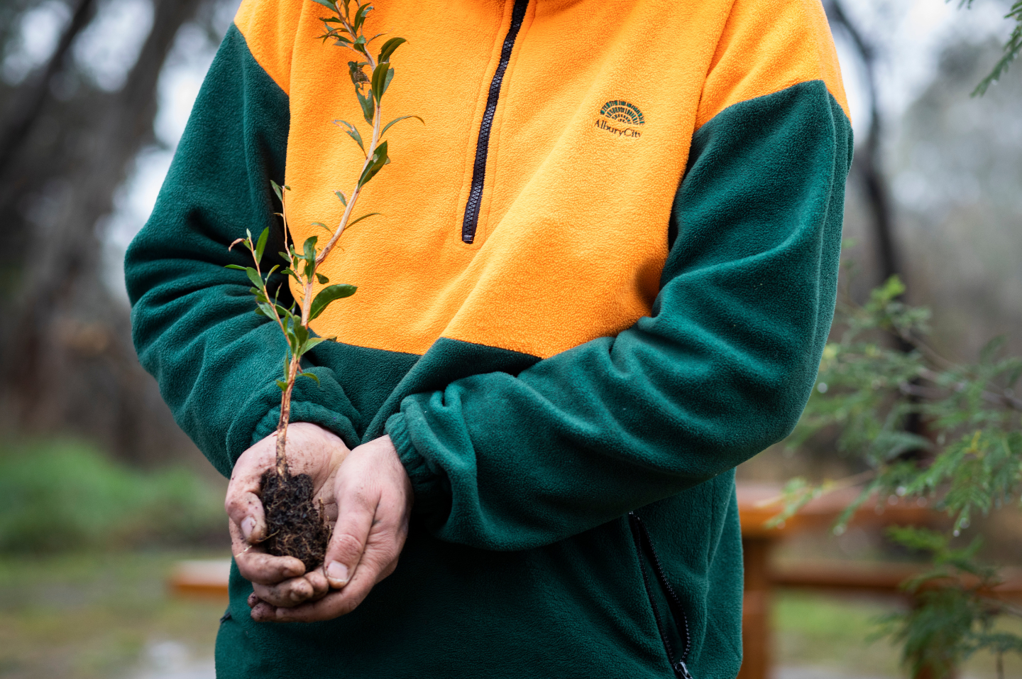 Person holding tree sapling