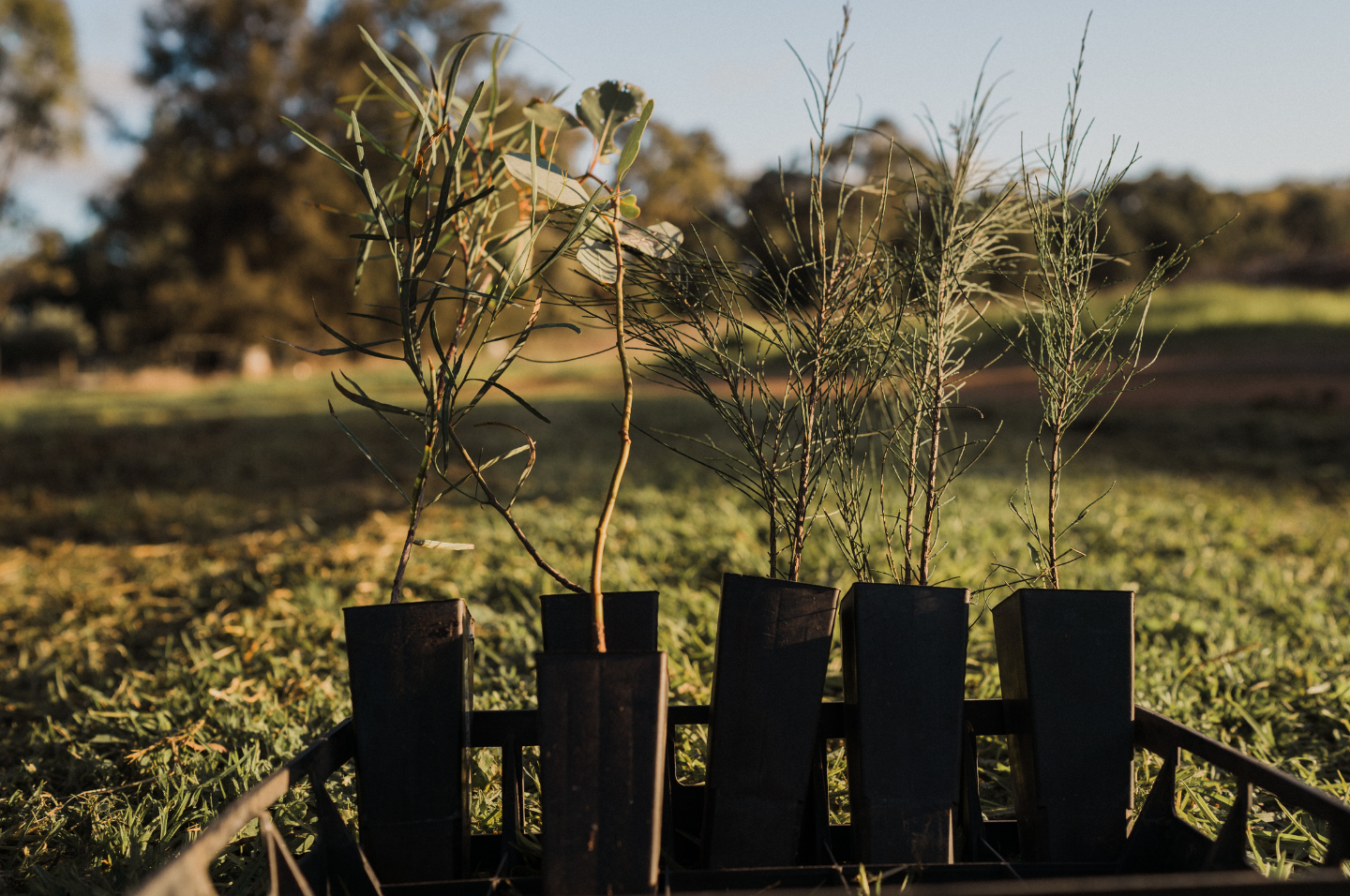 Sapling trees in paddock