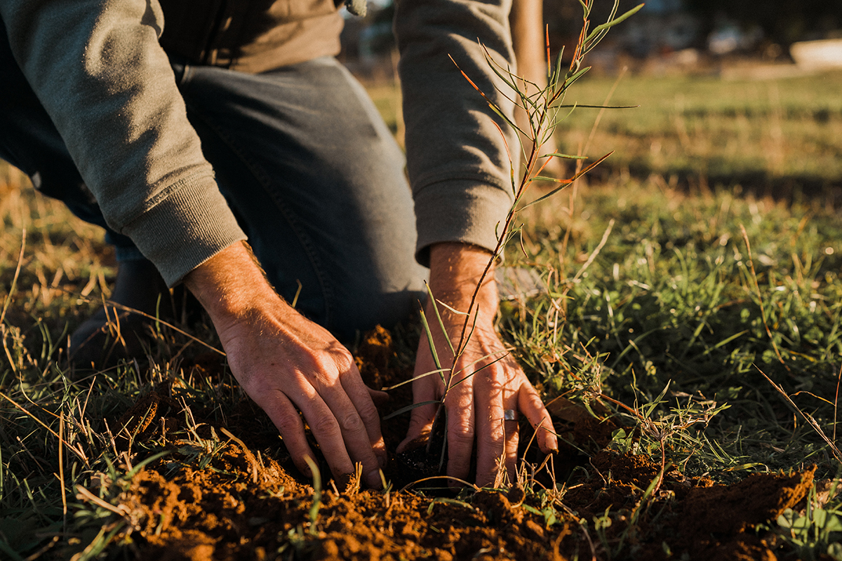 Man planting seedling