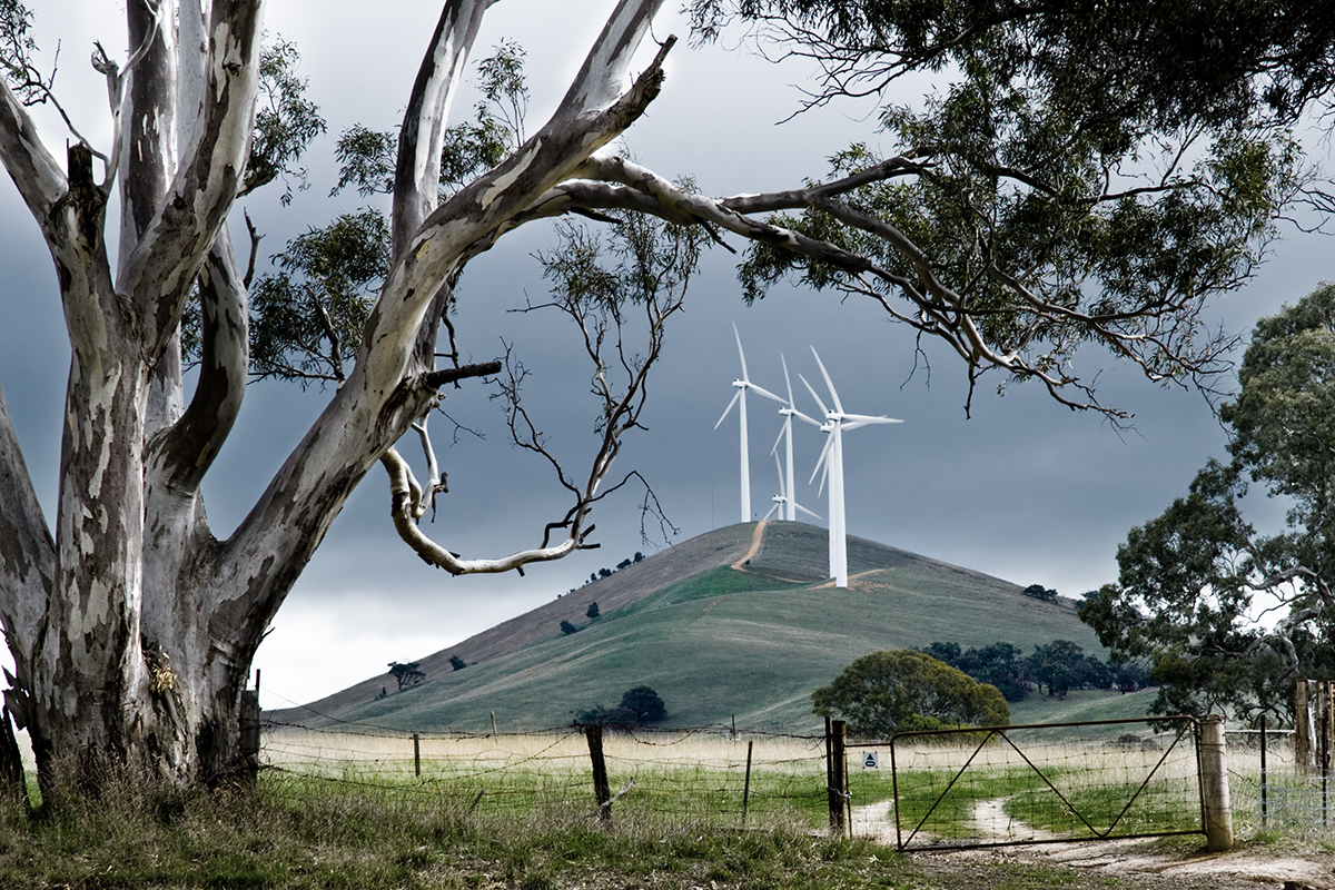 Wind farm on hill with gum trees