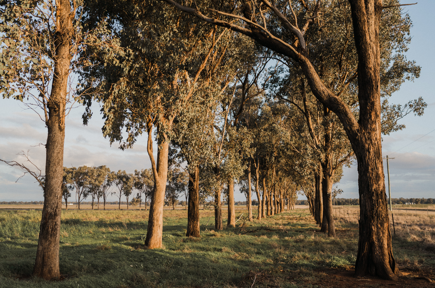 Trees in regional NSW