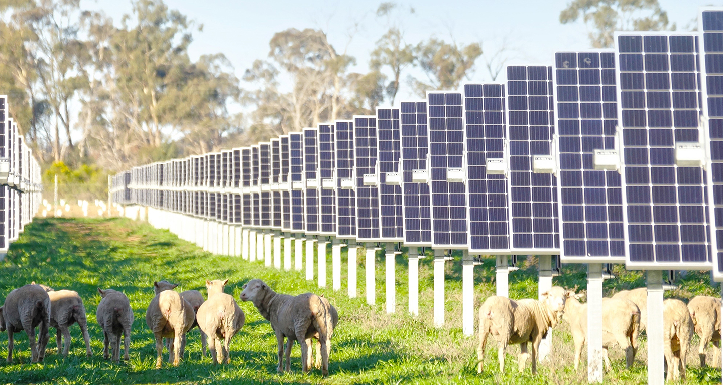 Sheep in a paddock standing next to solar farm