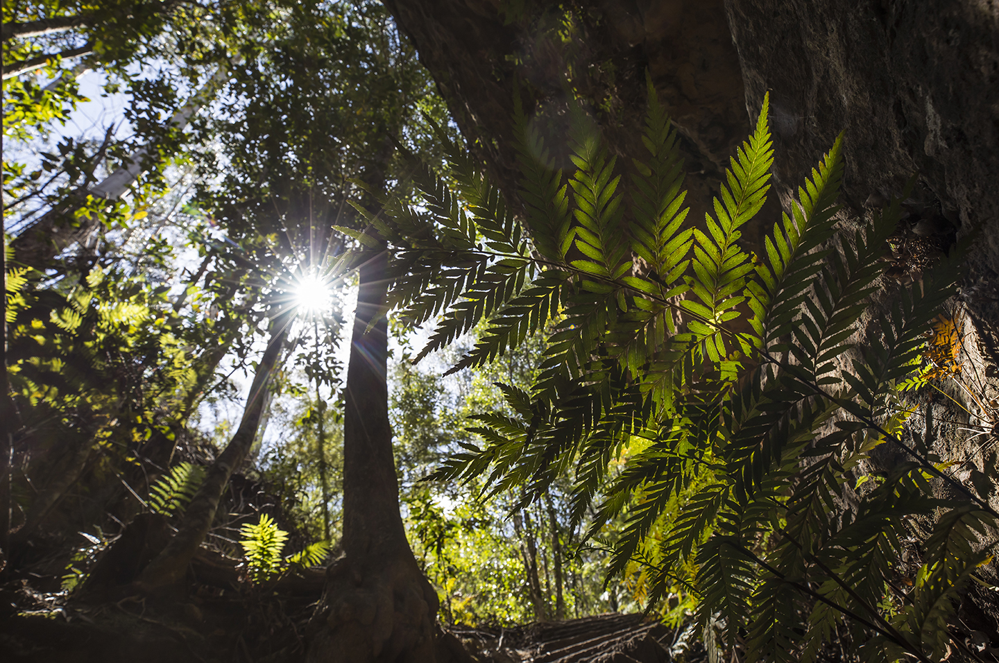 Blue mountains forest