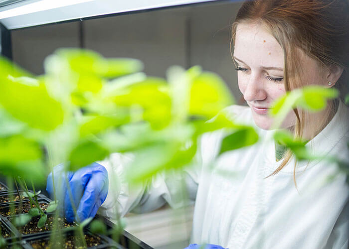 Agricultural scientist tending seedlings