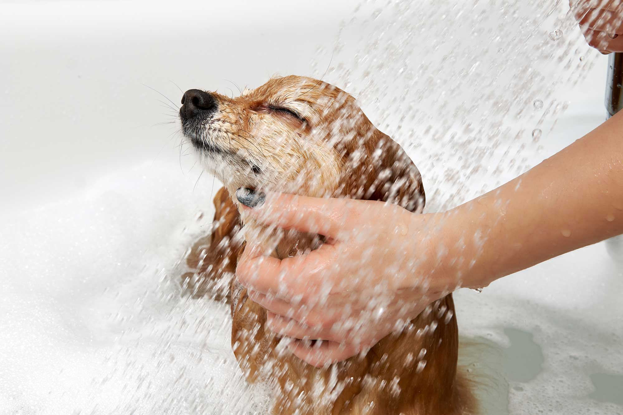 cute tan dog being washed in bath