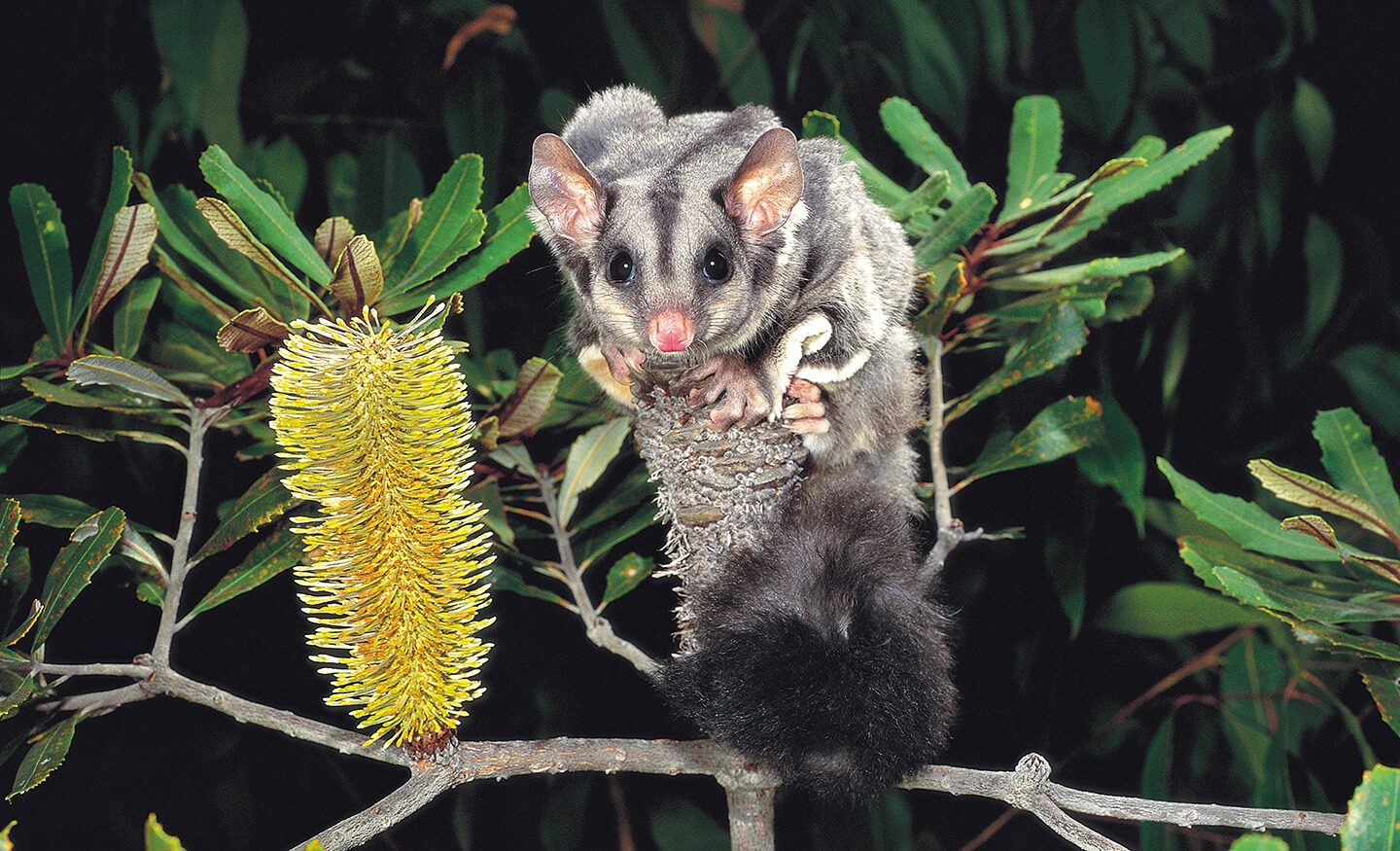 Close up of marsupial in tree