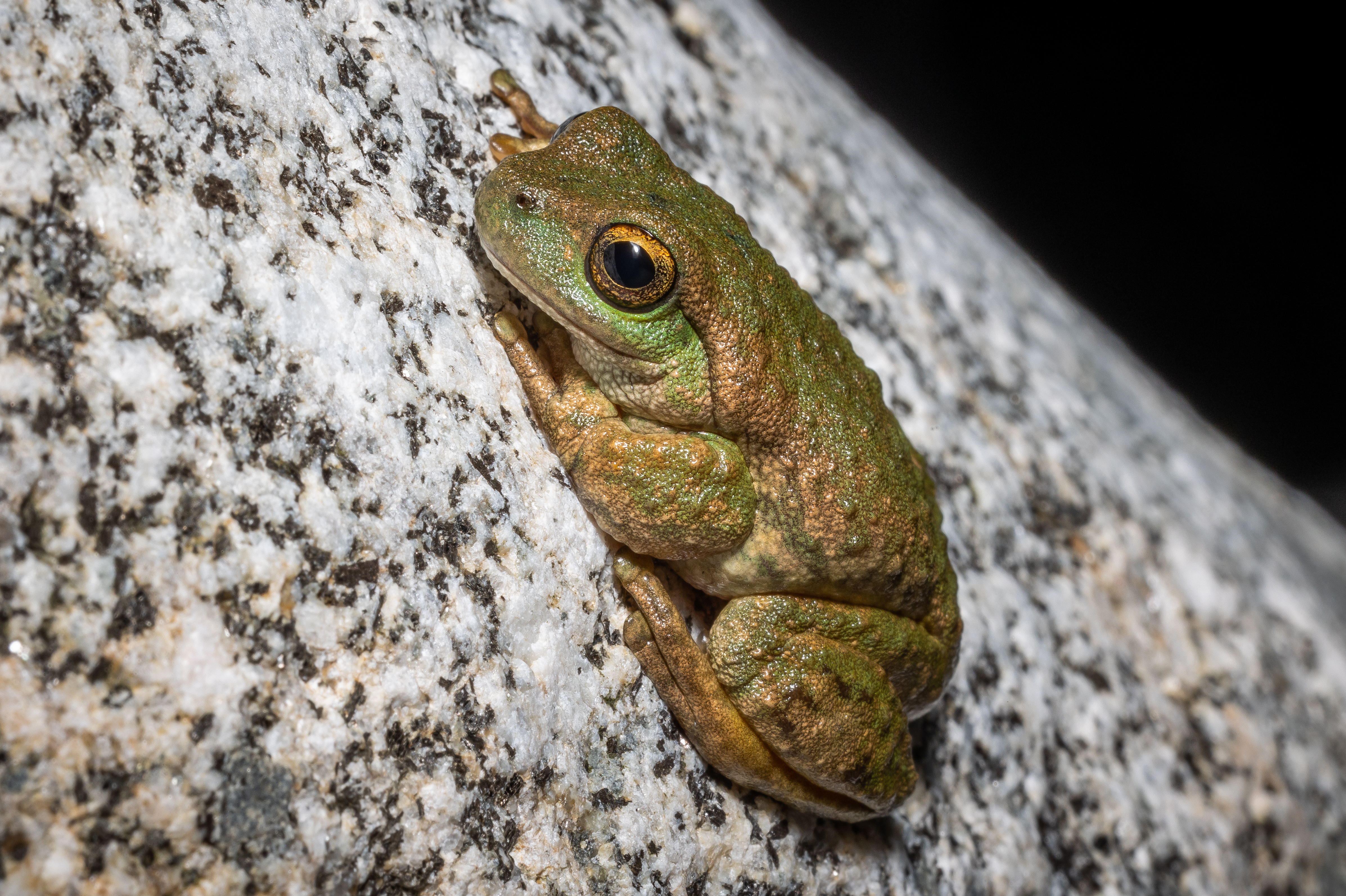 small frog perched on a rock