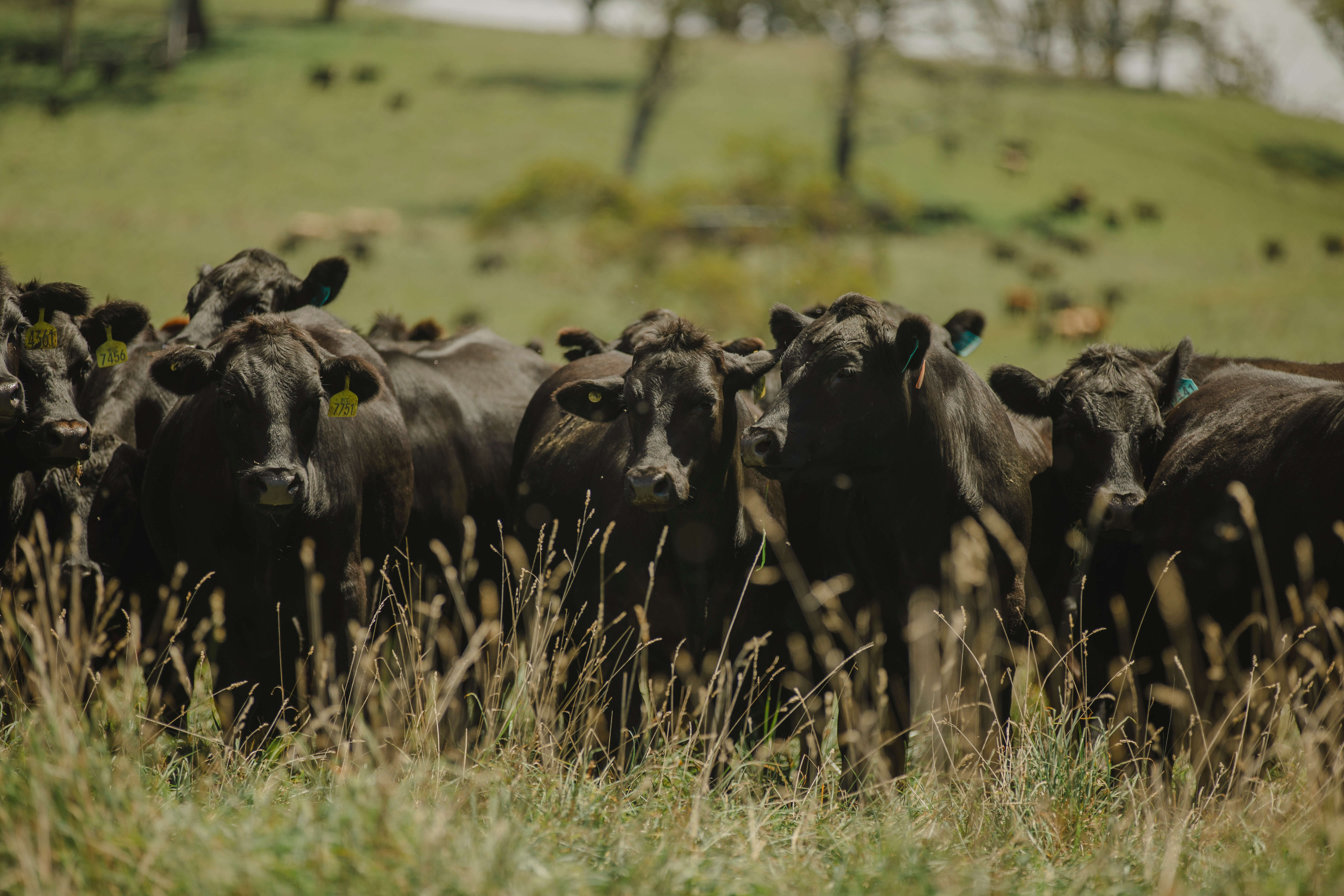 Wilmot Cattle Company cattle grazing
