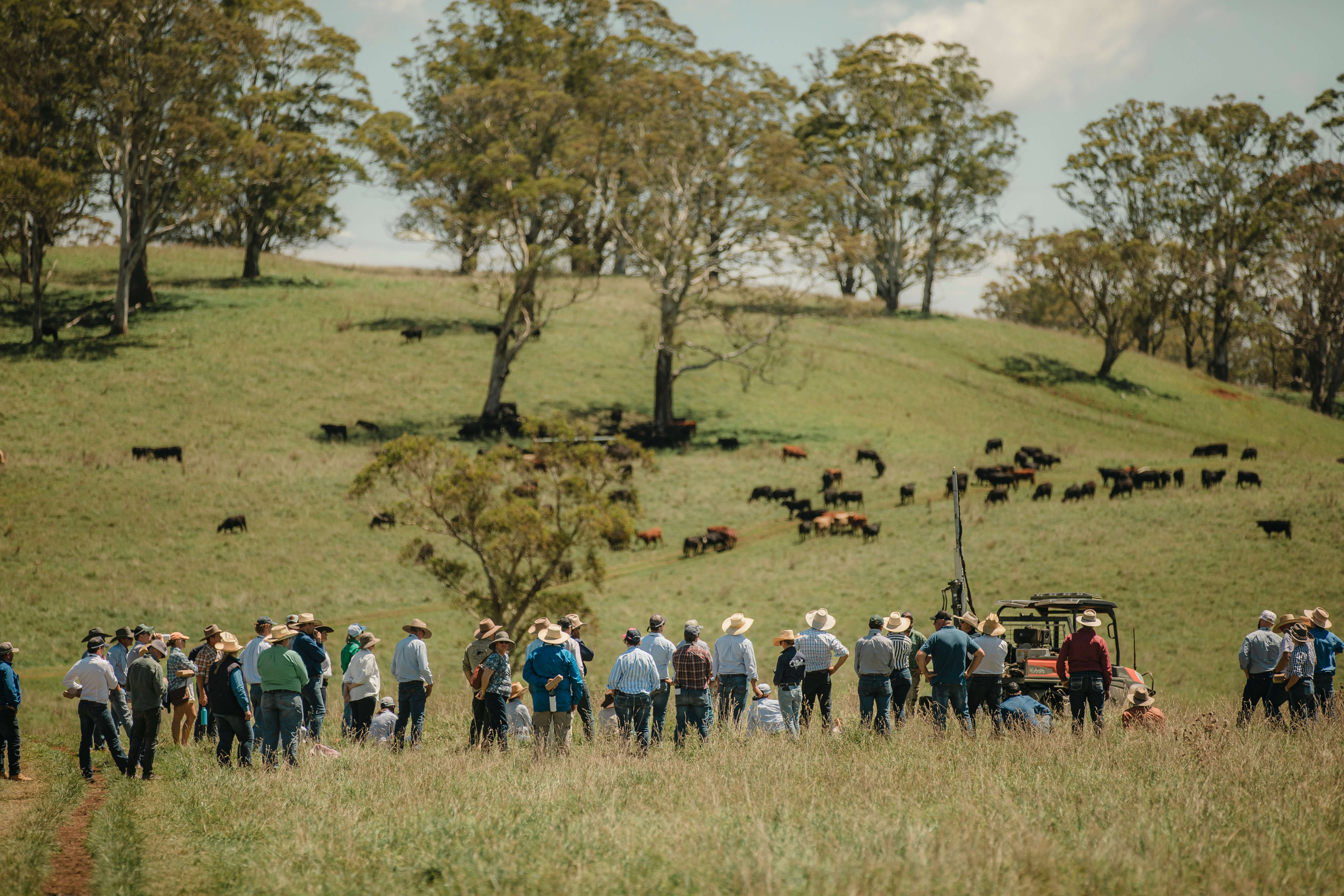 A large group of farmers standing together overlooking a paddock of cows