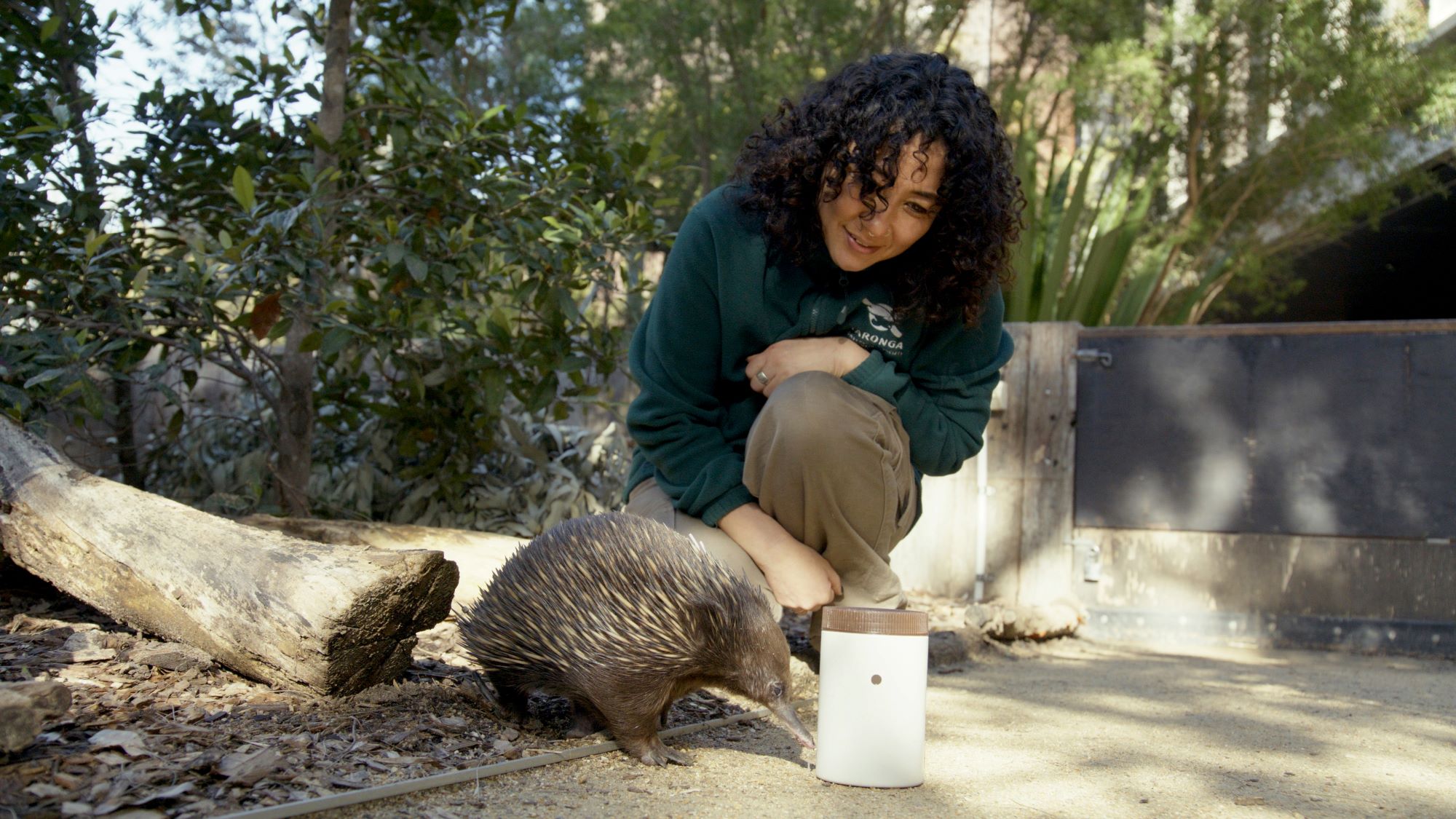 Klay wears a Taronga zoo uniform and is crouched down feeding an echidna