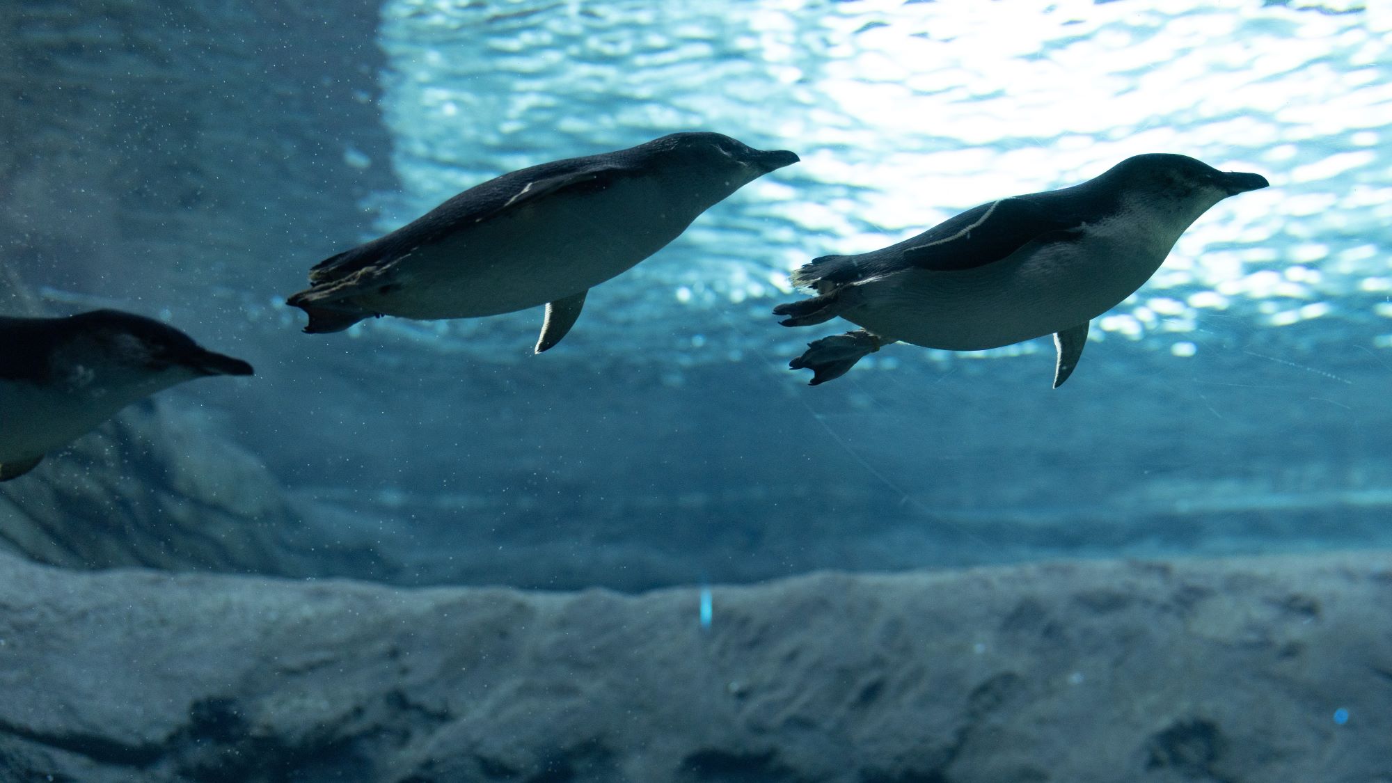 Underwater view of three fairy penguins swimming in a line