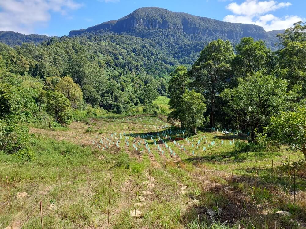 A rolling hill landscape with young trees planted