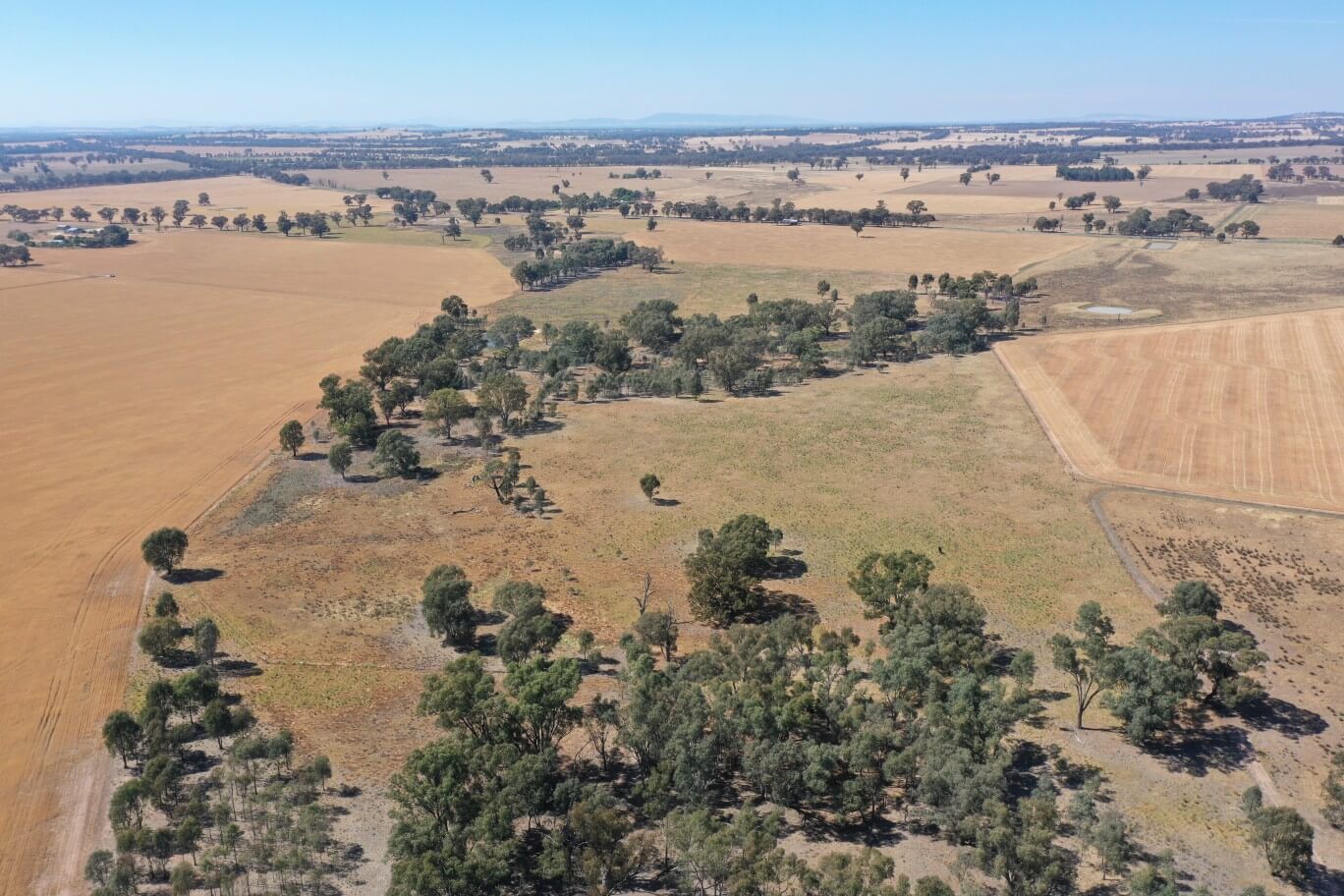 Aerial shot by drone of Koolawarra planting site