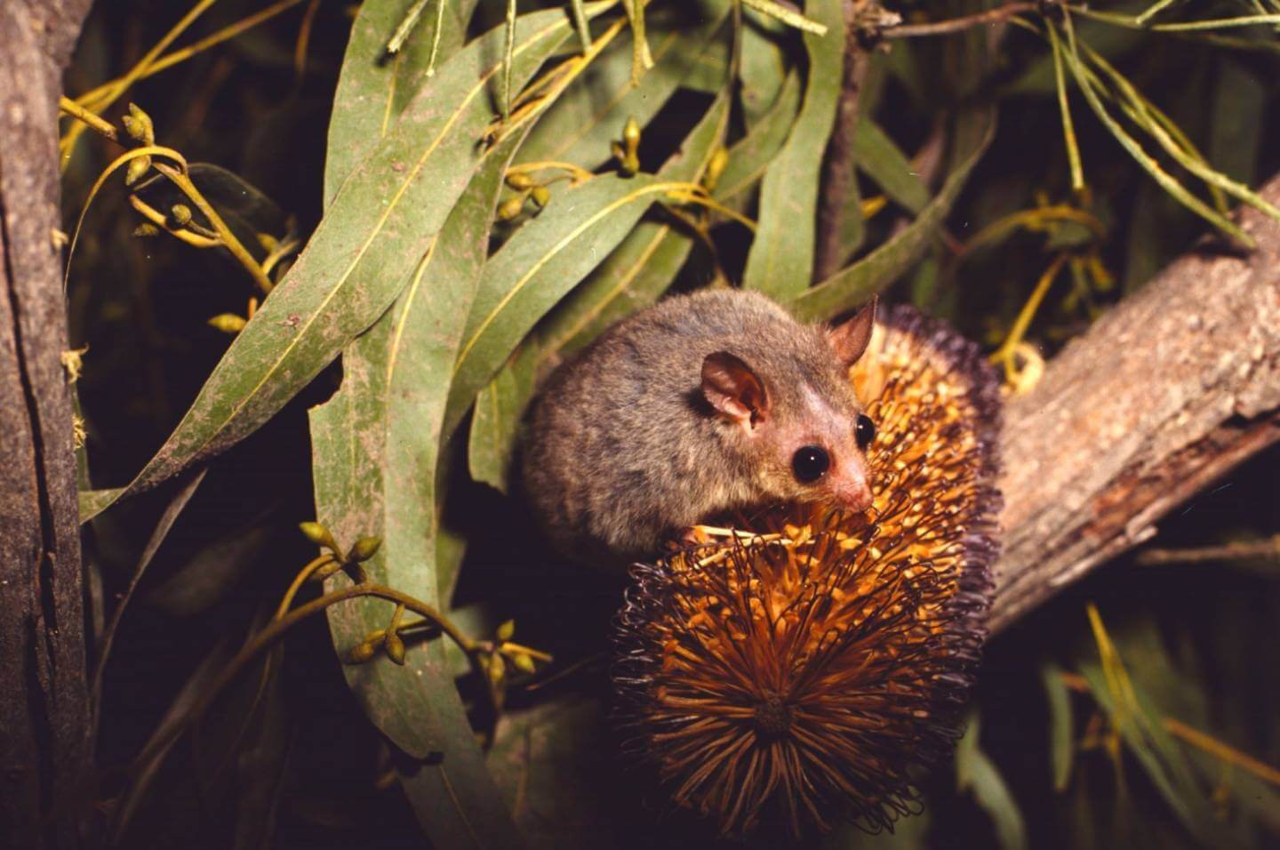 Eastern pygmy possum on banksia bush