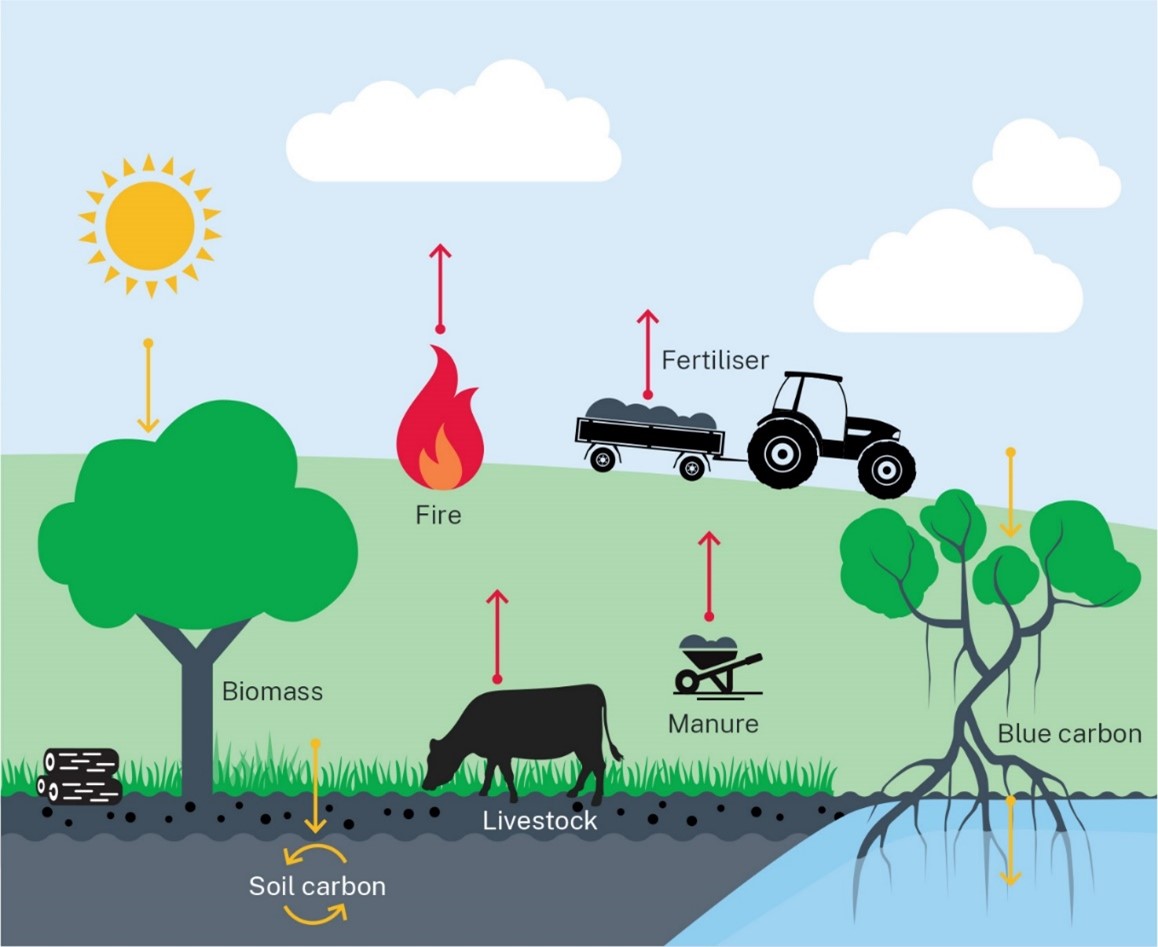 Illustration of carbon sinks in agriculture - photosynthesis, carbon stored in soil and sediment and carbon dioxide sources - fertiliser, fire, manure and livestock.