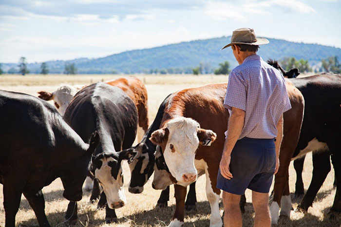 Boggabri Farmer and cattle