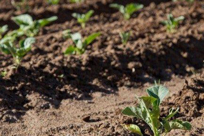 Crops growing in field