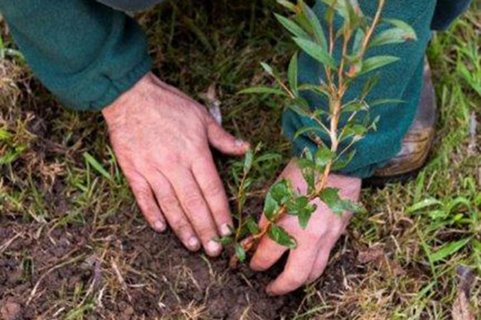 Planting a seedling 