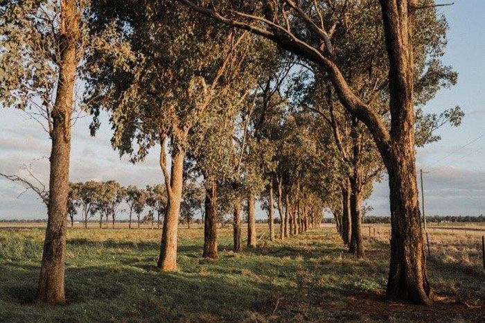 Stand of trees