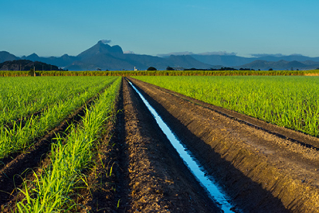 Young sugar cane field in Tweed Valley