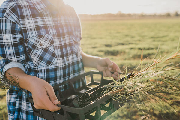 Young boy carrying plants on farm