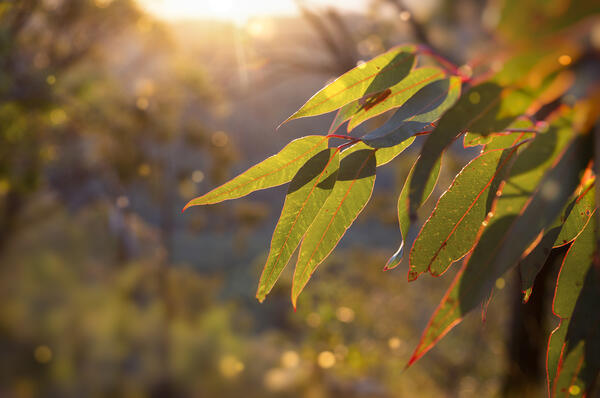 Gum leaves