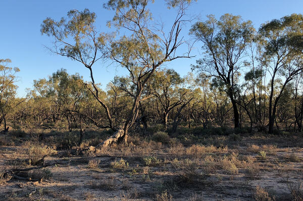 Trees that are part of regeneration project