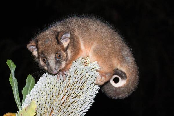 Ring-tailed possum