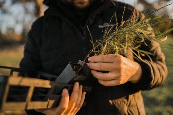 Tree planting