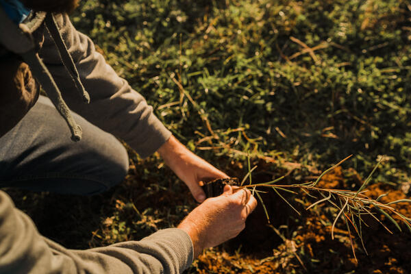 Person planting a small plant