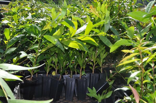 Plants in pots