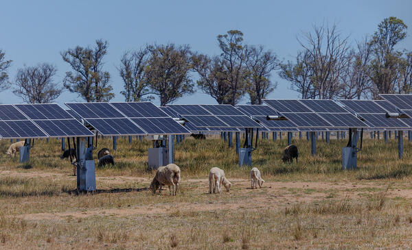 Sheep grazing around solar panels